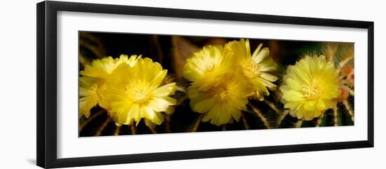 High Angle View of Cactus Flowers-null-Framed Photographic Print