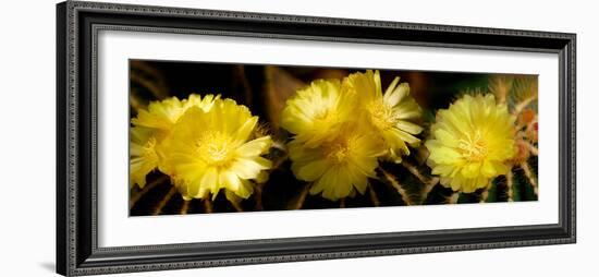 High Angle View of Cactus Flowers-null-Framed Photographic Print