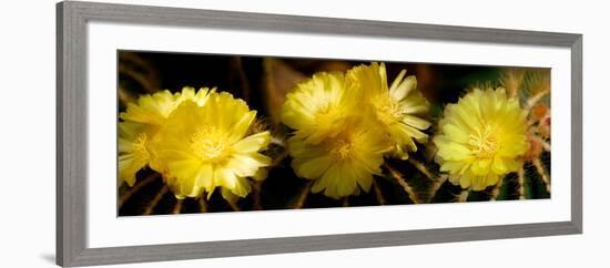 High Angle View of Cactus Flowers-null-Framed Photographic Print