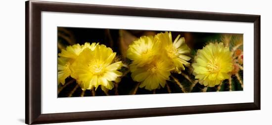 High Angle View of Cactus Flowers-null-Framed Photographic Print