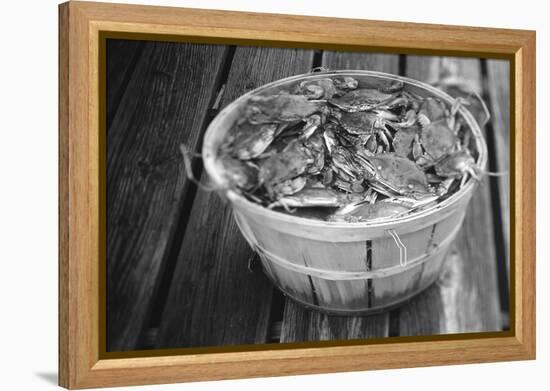 High angle view of crabs in a basket, Maryland, USA-Jerry Driendl-Framed Premier Image Canvas