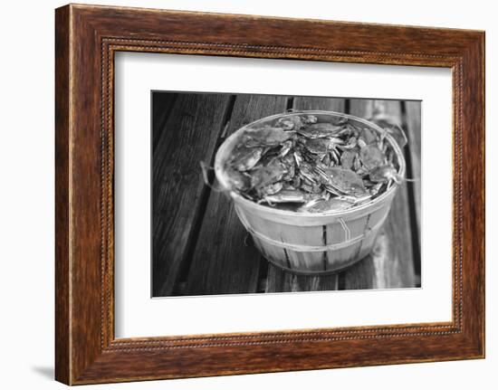 High angle view of crabs in a basket, Maryland, USA-Jerry Driendl-Framed Photographic Print