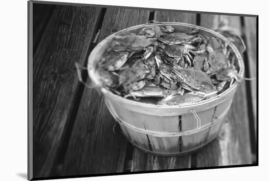 High angle view of crabs in a basket, Maryland, USA-Jerry Driendl-Mounted Photographic Print