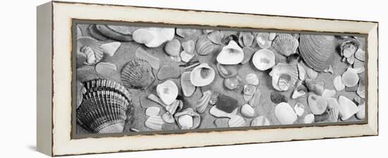 High Angle View of Seashells-null-Framed Stretched Canvas