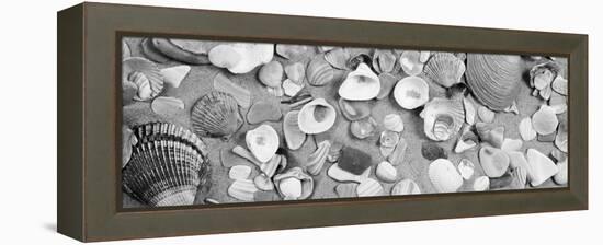 High Angle View of Seashells-null-Framed Stretched Canvas