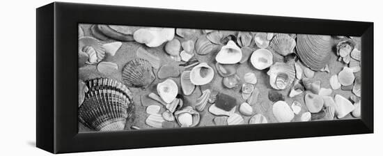 High Angle View of Seashells-null-Framed Stretched Canvas