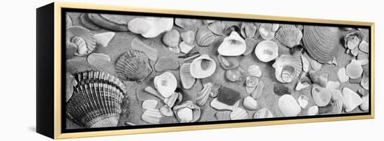 High Angle View of Seashells-null-Framed Stretched Canvas
