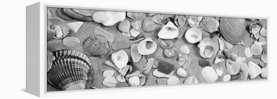 High Angle View of Seashells-null-Framed Stretched Canvas