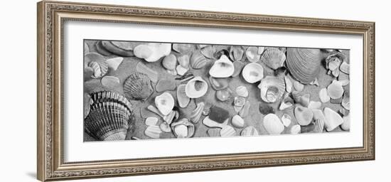 High Angle View of Seashells-null-Framed Photographic Print