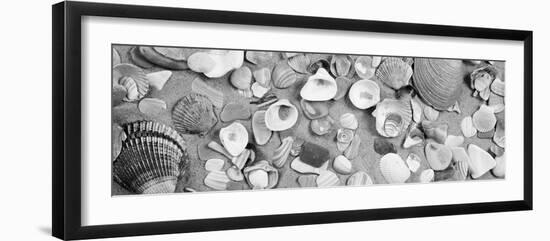 High Angle View of Seashells-null-Framed Photographic Print