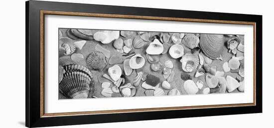 High Angle View of Seashells-null-Framed Photographic Print