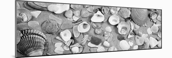 High Angle View of Seashells-null-Mounted Photographic Print