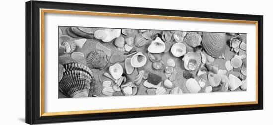 High Angle View of Seashells-null-Framed Photographic Print