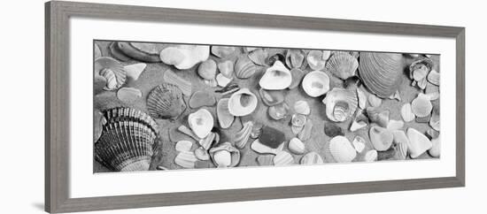 High Angle View of Seashells-null-Framed Photographic Print