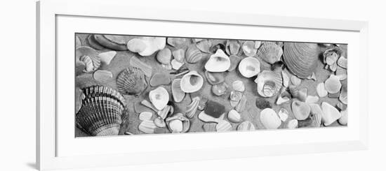 High Angle View of Seashells-null-Framed Photographic Print