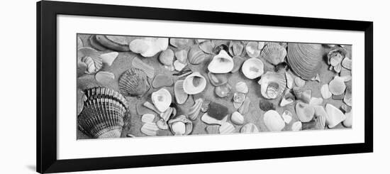 High Angle View of Seashells-null-Framed Photographic Print