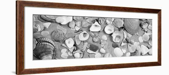 High Angle View of Seashells-null-Framed Photographic Print