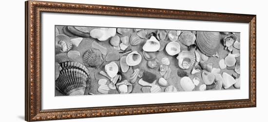 High Angle View of Seashells--Framed Photographic Print