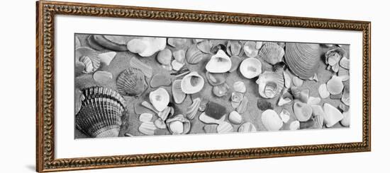 High Angle View of Seashells--Framed Photographic Print