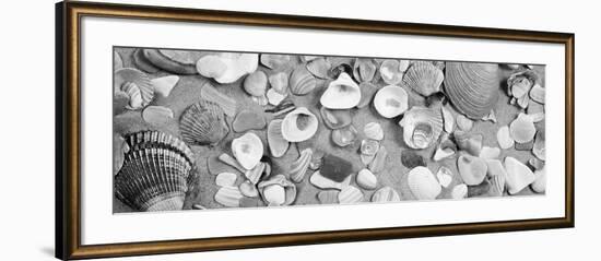 High Angle View of Seashells-null-Framed Photographic Print