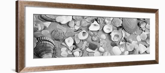 High Angle View of Seashells-null-Framed Photographic Print