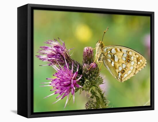High Brown Fritillary Butterfly on Thistle, UK-Andy Sands-Framed Premier Image Canvas