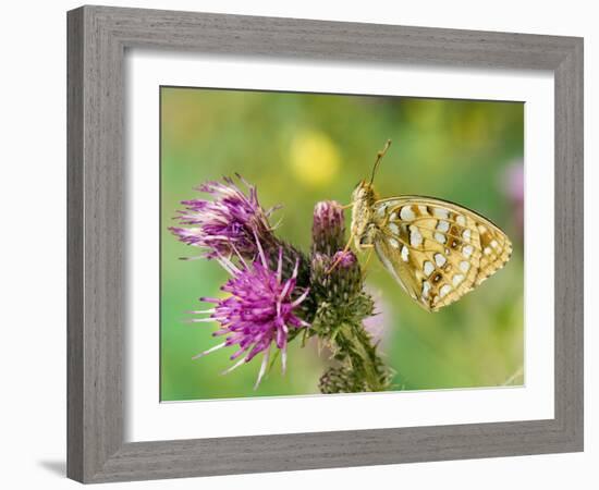 High Brown Fritillary Butterfly on Thistle, UK-Andy Sands-Framed Photographic Print