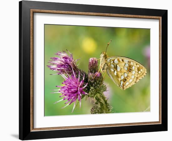 High Brown Fritillary Butterfly on Thistle, UK-Andy Sands-Framed Photographic Print