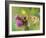 High Brown Fritillary Butterfly on Thistle, UK-Andy Sands-Framed Photographic Print