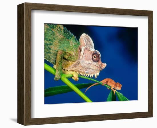 High Casque Chameleon with Young, Native to Eastern Africa-David Northcott-Framed Photographic Print