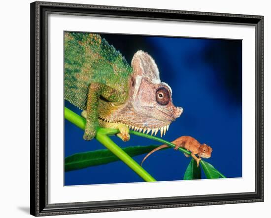 High Casque Chameleon with Young, Native to Eastern Africa-David Northcott-Framed Photographic Print