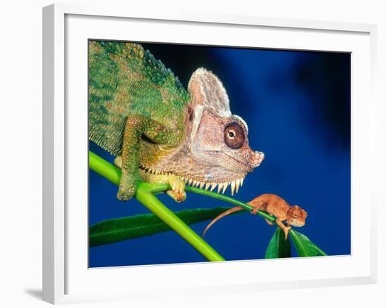 High Casque Chameleon with Young, Native to Eastern Africa-David Northcott-Framed Photographic Print