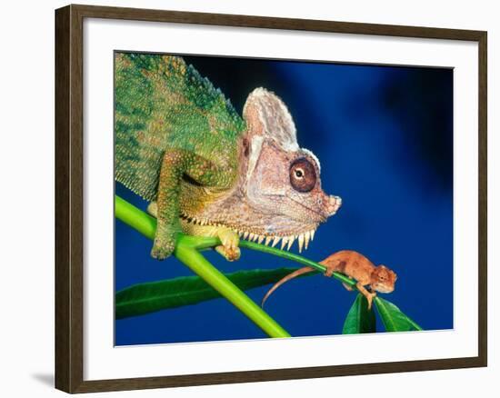 High Casque Chameleon with Young, Native to Eastern Africa-David Northcott-Framed Photographic Print