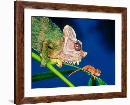 High Casque Chameleon with Young, Native to Eastern Africa-David Northcott-Framed Photographic Print