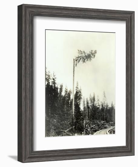 High Climber Topping Tree, 1923-Asahel Curtis-Framed Giclee Print