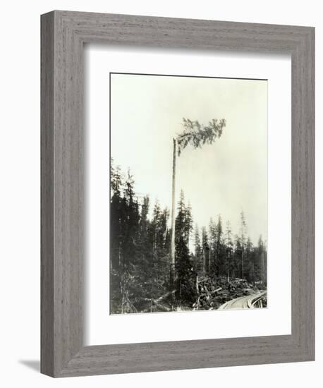 High Climber Topping Tree, 1923-Asahel Curtis-Framed Giclee Print