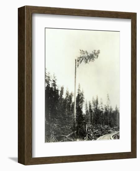 High Climber Topping Tree, 1923-Asahel Curtis-Framed Giclee Print