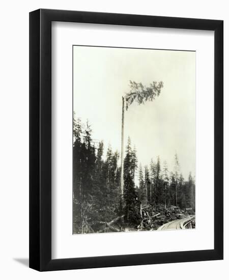 High Climber Topping Tree, 1923-Asahel Curtis-Framed Giclee Print