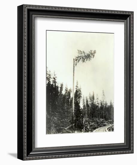 High Climber Topping Tree, 1923-Asahel Curtis-Framed Giclee Print