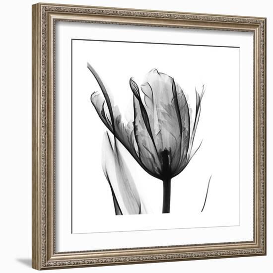 High Contrast Tulip-Albert Koetsier-Framed Premium Giclee Print