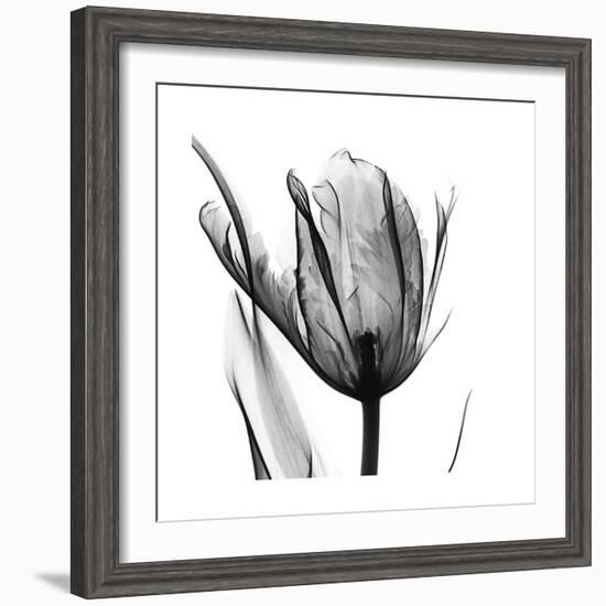 High Contrast Tulip-Albert Koetsier-Framed Premium Giclee Print