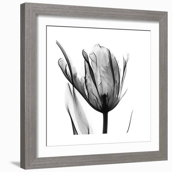 High Contrast Tulip-Albert Koetsier-Framed Premium Giclee Print