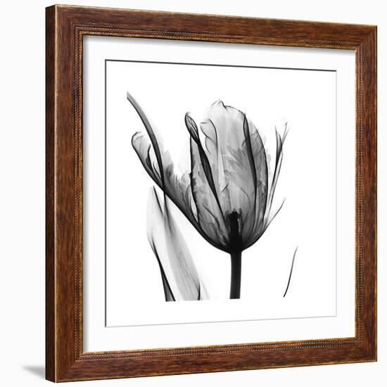 High Contrast Tulip-Albert Koetsier-Framed Premium Giclee Print