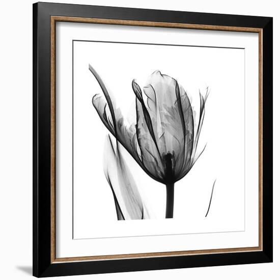 High Contrast Tulip-Albert Koetsier-Framed Premium Giclee Print