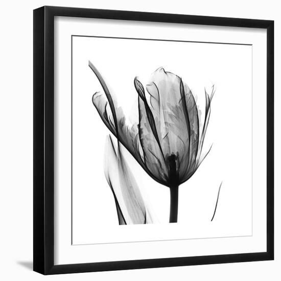 High Contrast Tulip-Albert Koetsier-Framed Premium Giclee Print