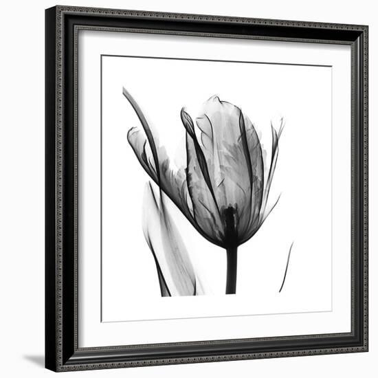 High Contrast Tulip-Albert Koetsier-Framed Premium Giclee Print