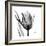 High Contrast Tulip-Albert Koetsier-Framed Premium Giclee Print