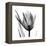 High Contrast Tulip-Albert Koetsier-Framed Stretched Canvas