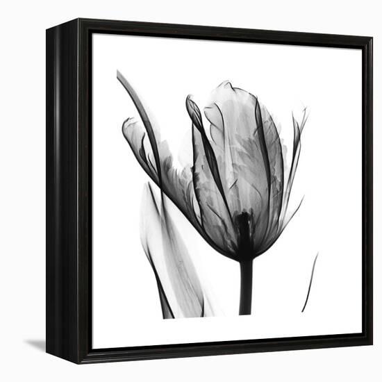 High Contrast Tulip-Albert Koetsier-Framed Stretched Canvas