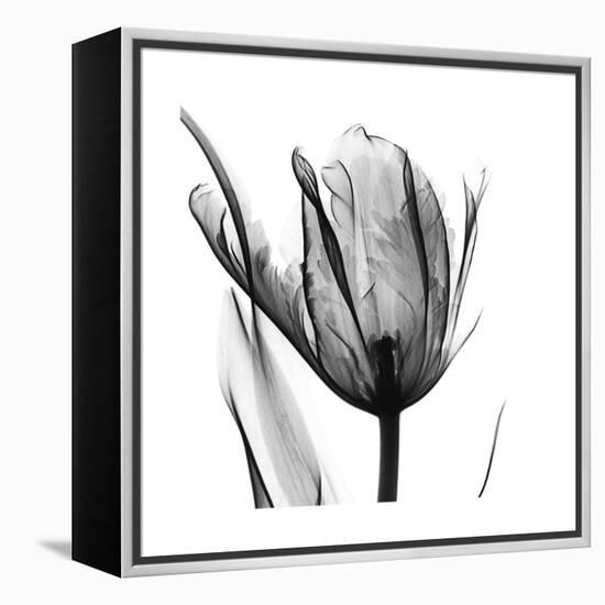 High Contrast Tulip-Albert Koetsier-Framed Stretched Canvas